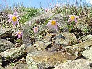 The Tyul`paÌn ponikaÌyushchiy TÃºlipa pÃ¡tens bloomed among the stones in early spring.